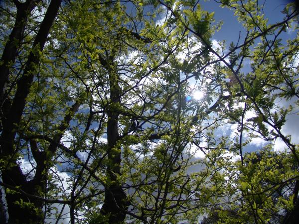 Trees