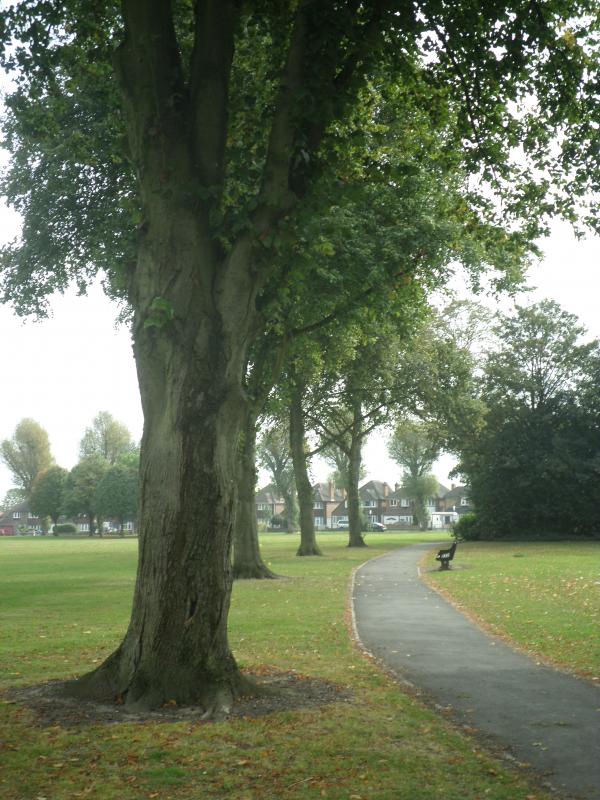 Trees
