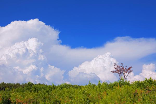 trees and blue sky