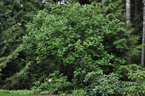 Trees and Bushes