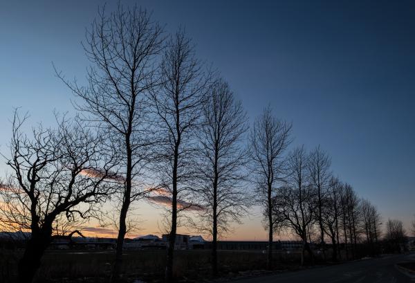 Trees and clouds