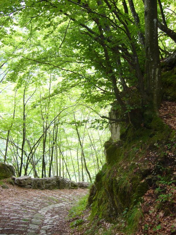 Trees and downhill