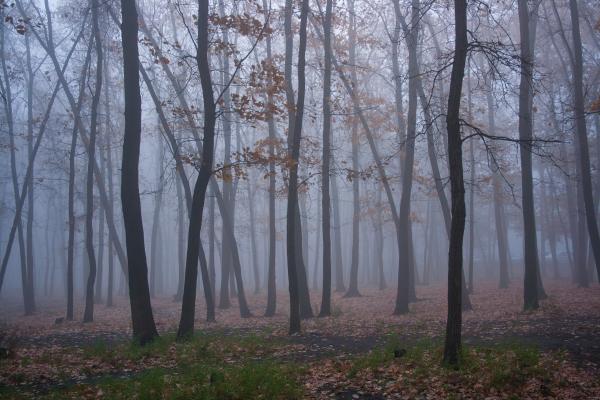trees and fog
