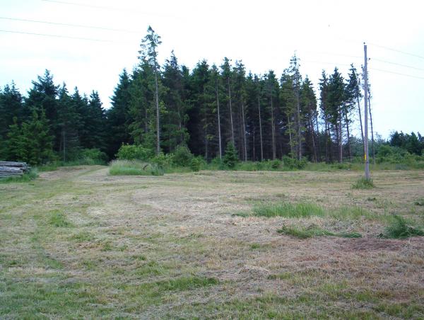 Trees and powerlines