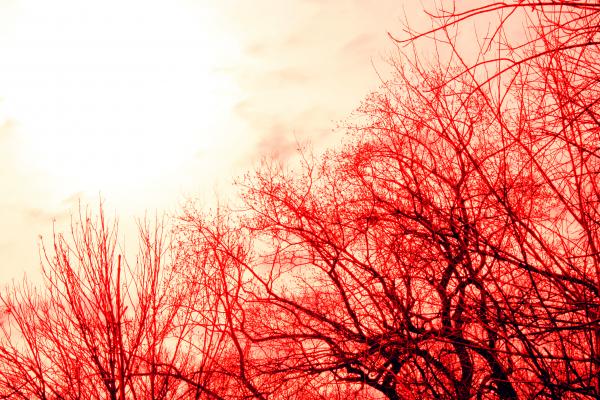 Trees and sky