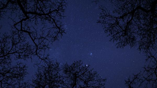 Trees and stars