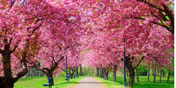 Trees are blooming
