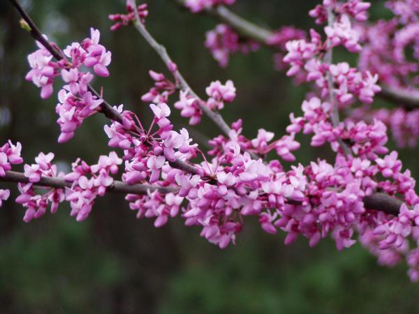 Trees are blooming