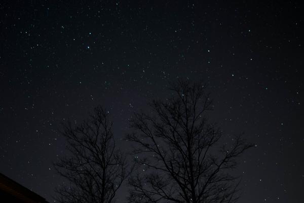 Trees at Night
