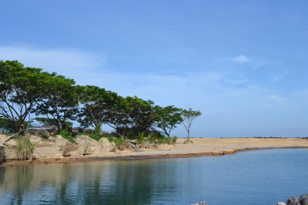 Trees at the beach