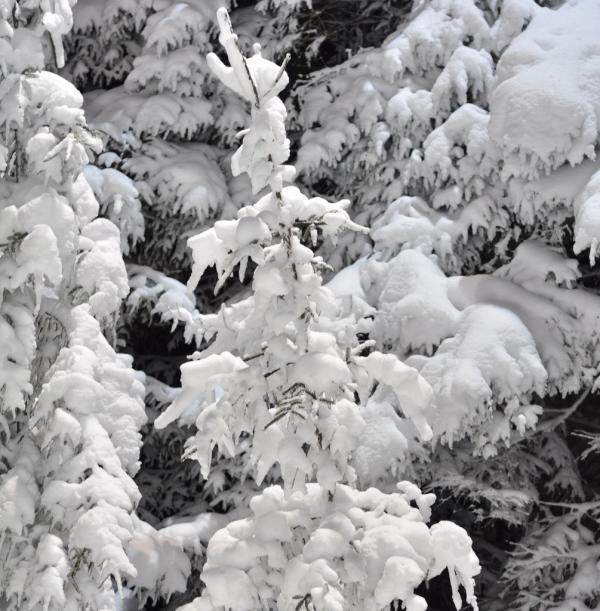 Trees covered in snow