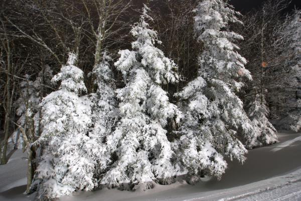 Trees covered in snow