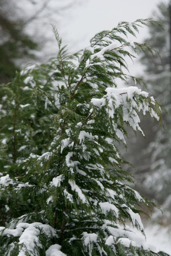 Trees covered in snow
