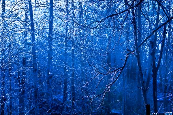 Trees covered in snow