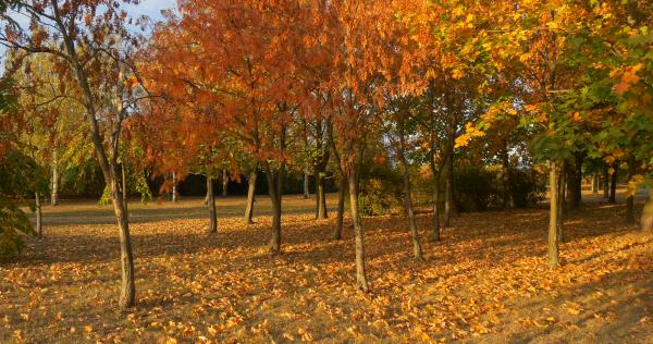 Trees in autumn