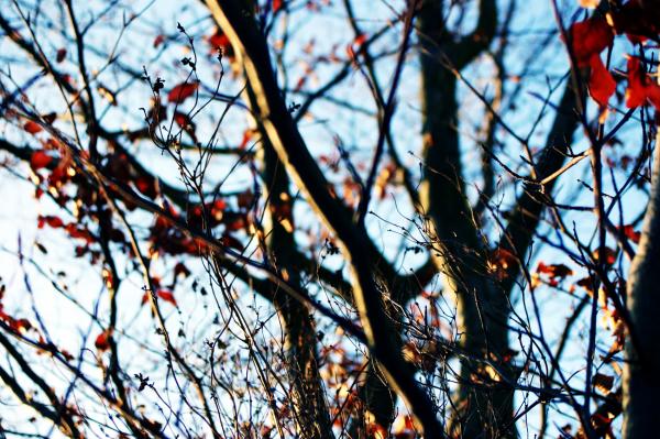 Trees in the fall