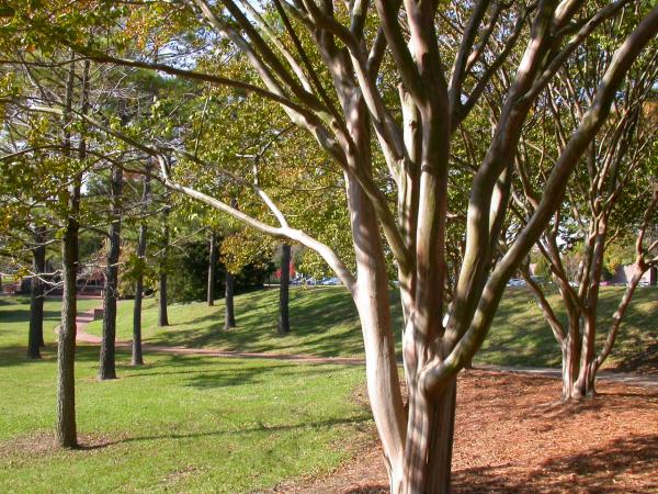 Trees in the park