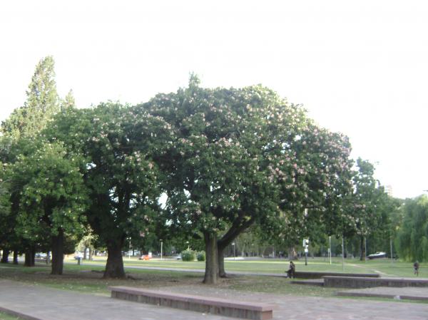 Trees in the Park