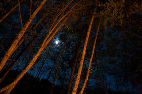 Trees Lit by the Fire