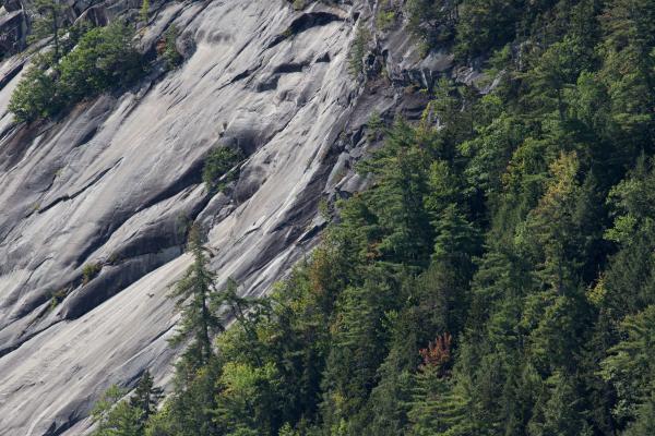 Trees on Rocky Mountain