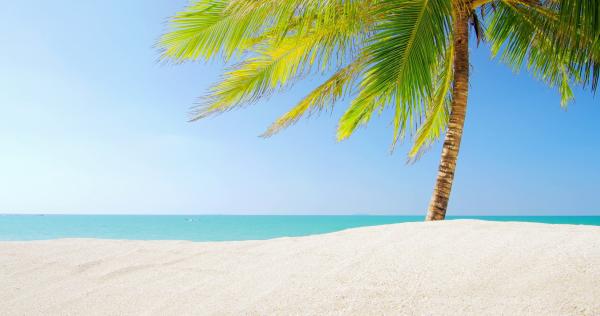 Trees on Seashore Under Clear Blue Sky at Daytime