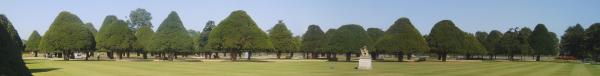 Trees Panorama