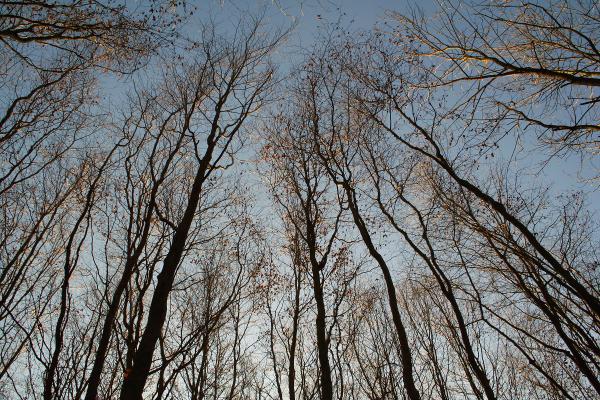 Trees shot upward
