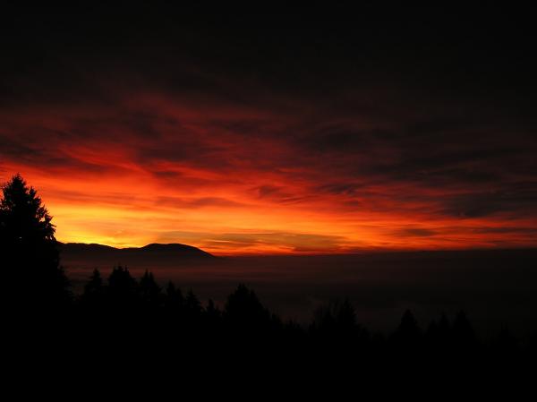 Trees Under Orange Yellow Sky