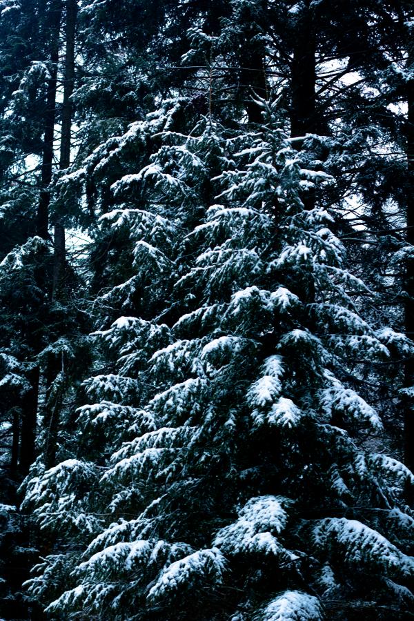 Trees under the snow