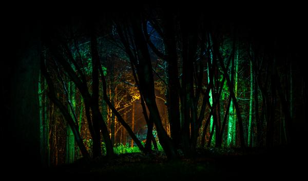 Trees With Green Light in Nighttime Photo