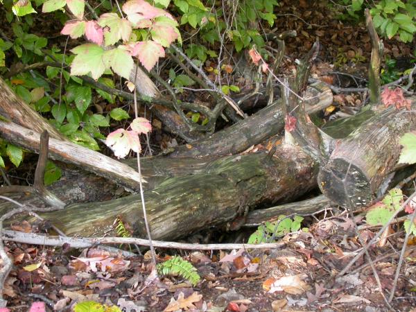 Treestumps in the woods