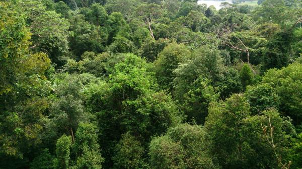 Treetop