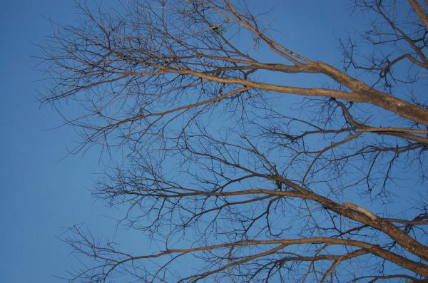 Treetop