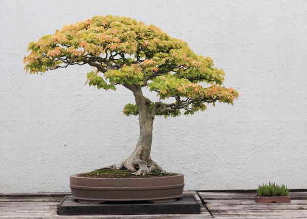 Trident maple bonsai
