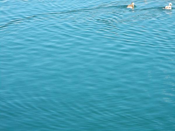 Tried to capture migrating arctic birds in Toronto's harbour, 2018 02 15 -a
