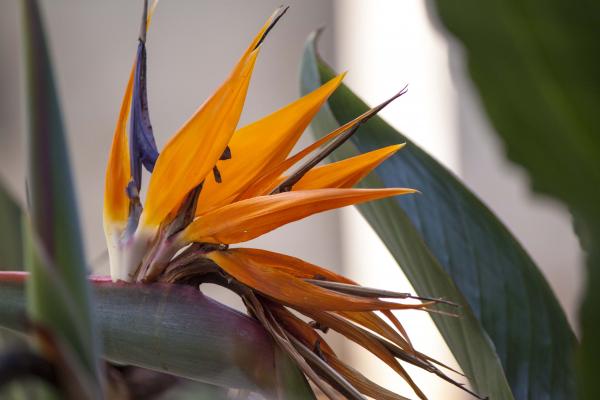 Tropical bright bird of paradise