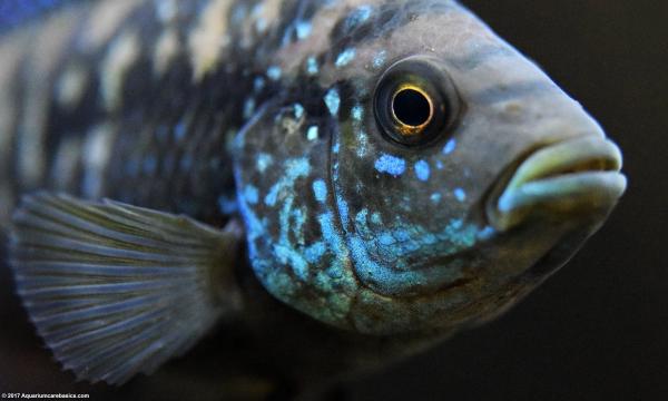 Tropical Fish