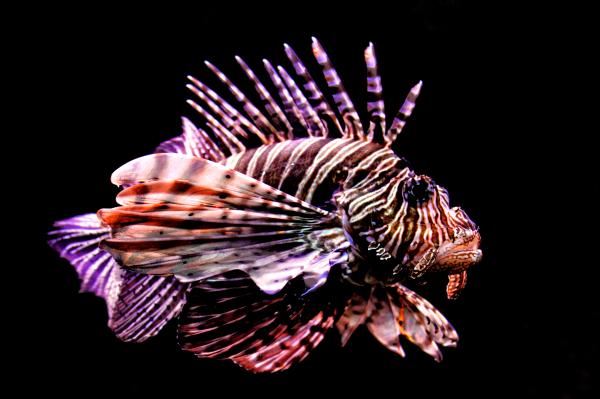 Tropical fish - Red Lionfish - Pterois volitans