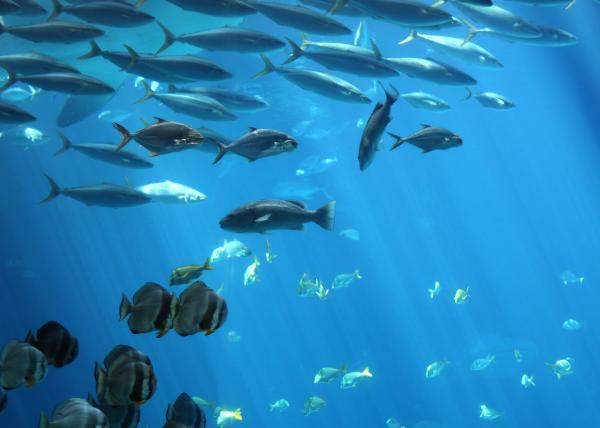 Tropical fish swimming under water