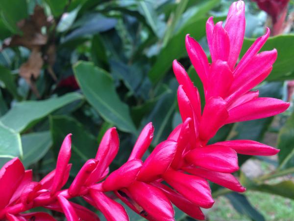 Tropical Flowers