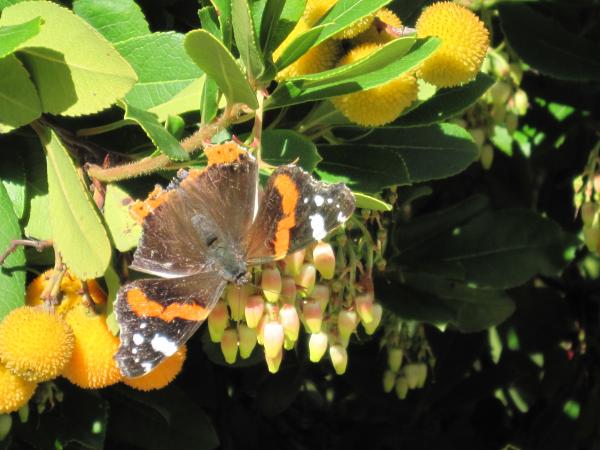 Tropical forest and butterfly