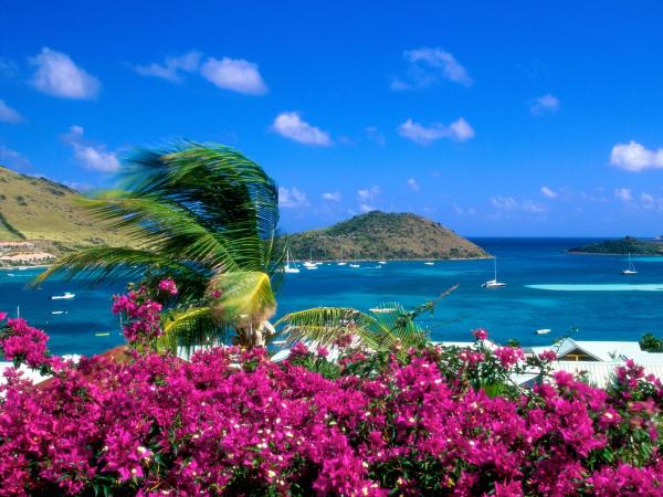 Tropical Landscape