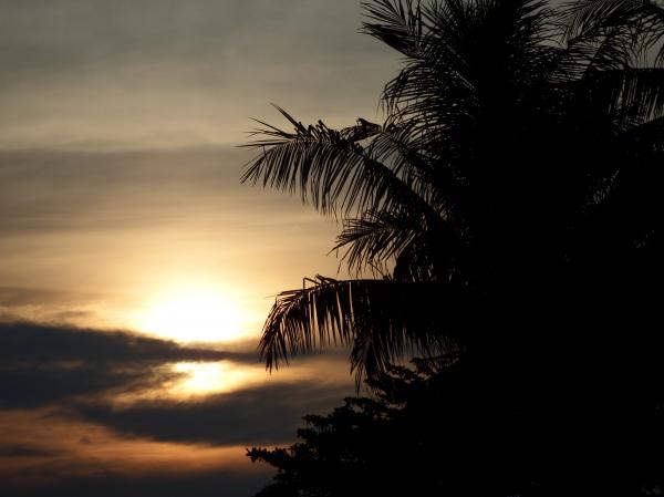 Tropical Palm Tree Sunset