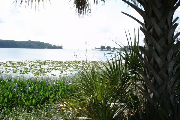 Tropical Paradise