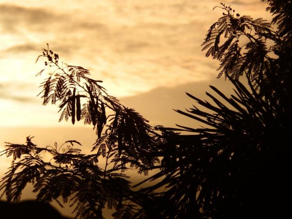Tropical Trees Silhouette at Sunset