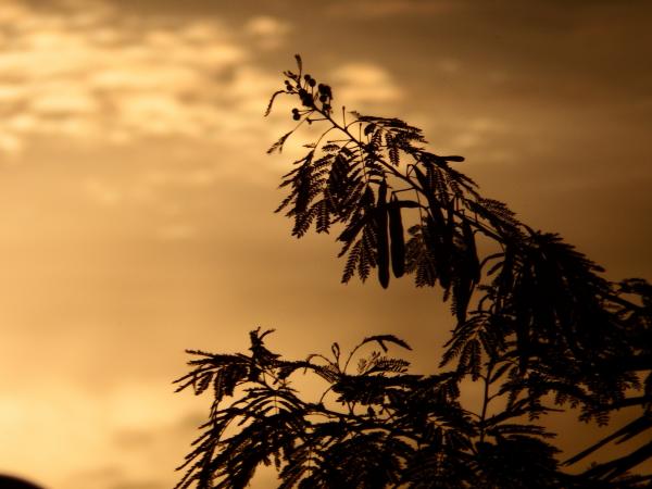 Tropical Trees Silhouette at Sunset