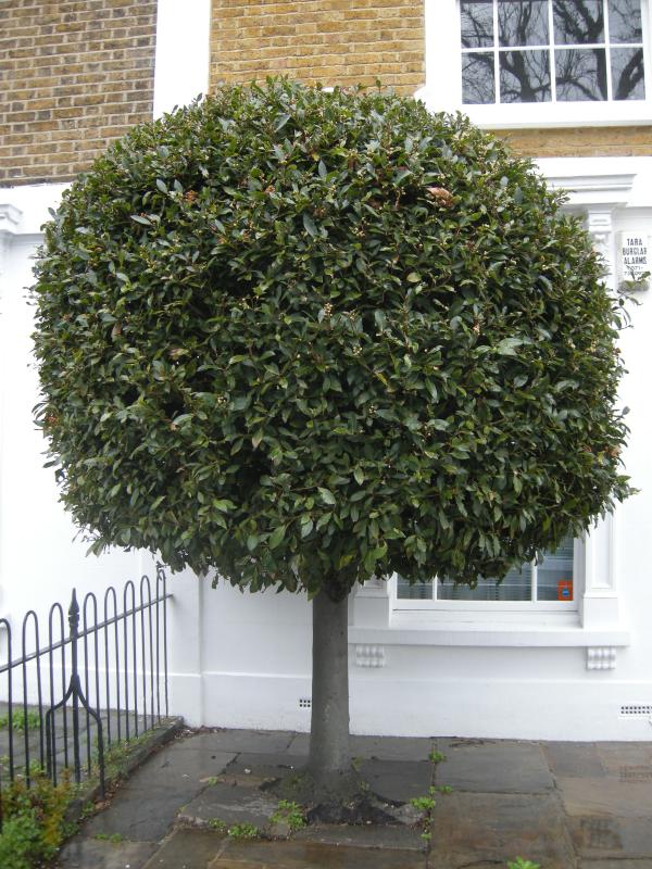 True laurel topiary