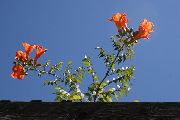 Trumpets on the Vine