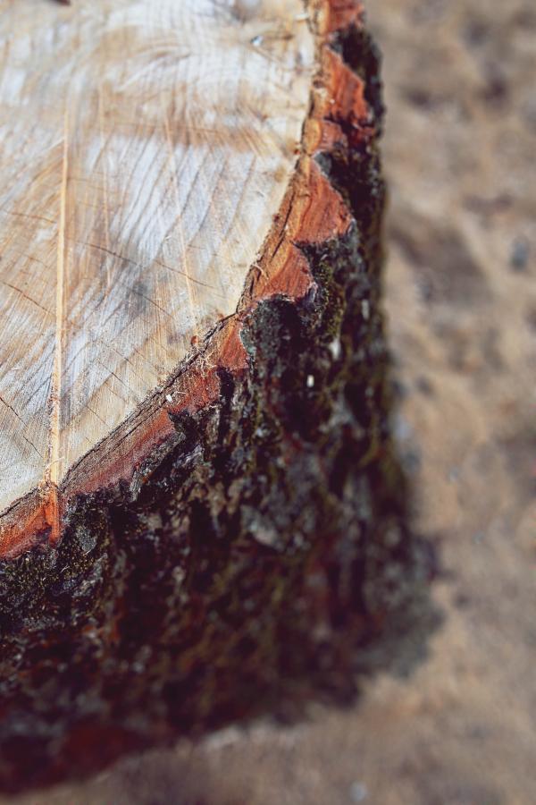 Trunk / bole