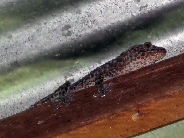 Tu-ke lizard